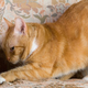 Image for article titled Depressed Cat Just Going Through Motions Of Destroying Couch